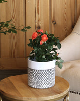 Orange flowered rose plant